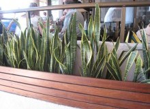 Kwikfynd Indoor Planting
theresacreeknsw