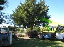 Kwikfynd Tree Management Services
theresacreeknsw