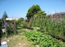 Kwikfynd Vegetable Gardens
theresacreeknsw